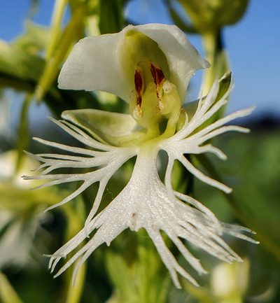 Platanthera leucophaea, photographed by aarongunnar