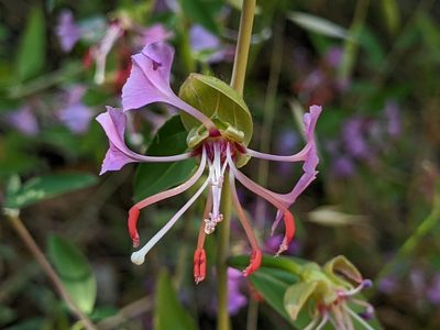 Clarkia unguiculata