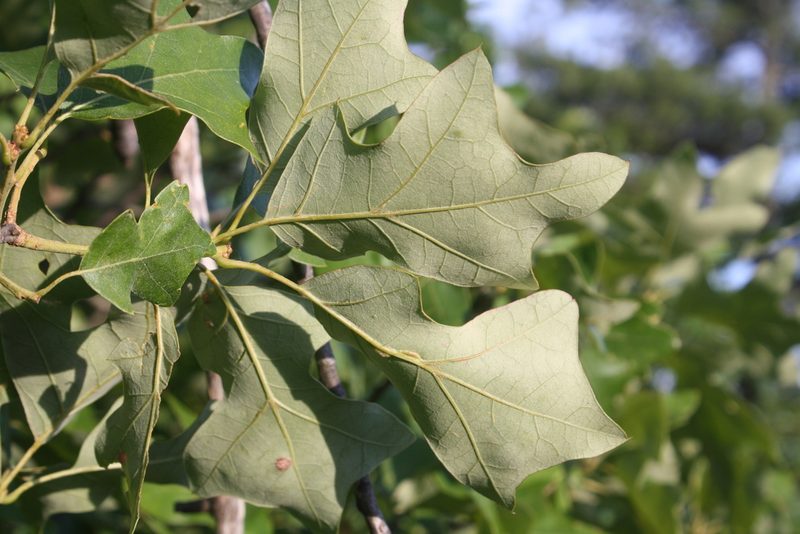 Quercus ilicifolia, photographed by Gus