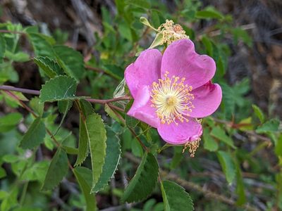 Rosa californica, photographed by Ken-ichi Ueda