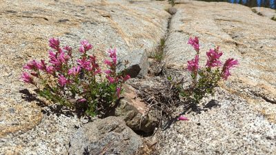 Penstemon newberryi, photographed by Alan Rockefeller