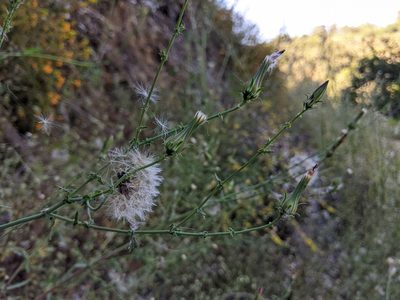 Rafinesquia californica, photographed by Ken-ichi Ueda