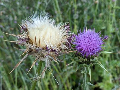 Silybum marianum