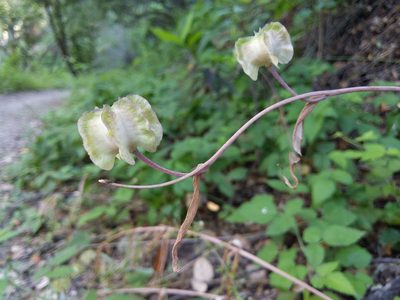 Fritillaria affinis, photographed by Ken-ichi Ueda