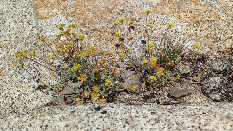 Eriogonum incanum, photographed by Alan Rockefeller