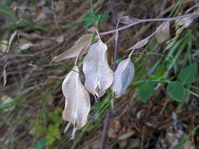 Calochortus albus