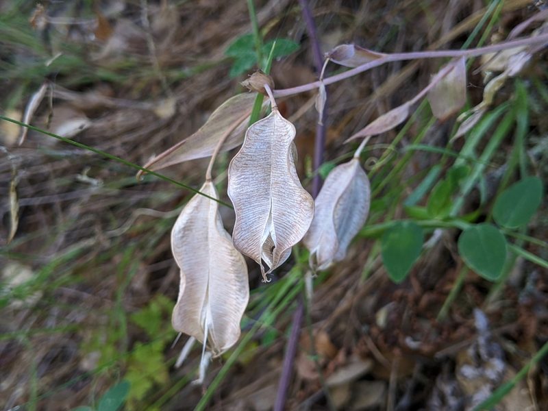 Calochortus albus, photographed by Ken-ichi Ueda