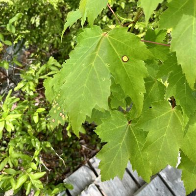 Acer rubrum, photographed by Jamie VanBuskirk