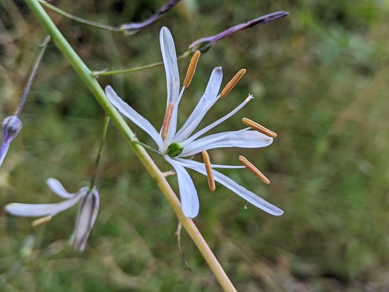 Chlorogalum pomeridianum, photographed by Ken-ichi Ueda