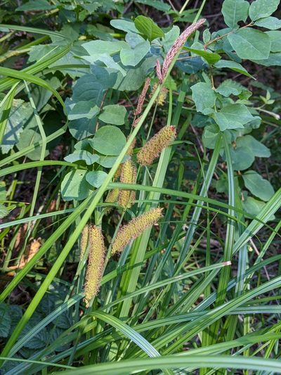 Carex barbarae, photographed by Ken-ichi Ueda