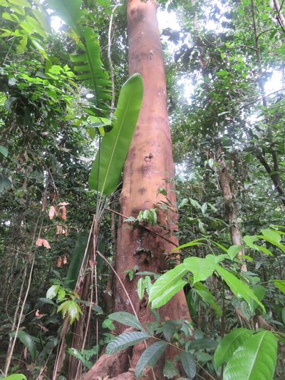 Qualea paraensis, photographed by Vincent A. Vos