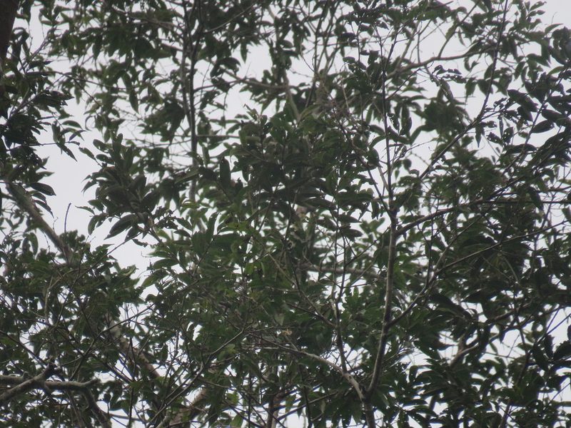 Qualea paraensis, photographed by Vincent A. Vos