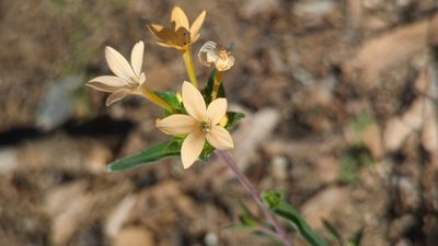 Collomia grandiflora
