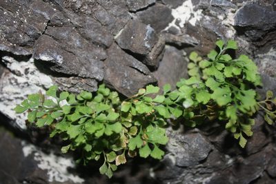 Asplenium ruta-muraria, photographed by Gus