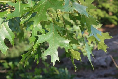 Quercus velutina, photographed by Gus