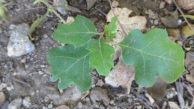 Quercus kelloggii