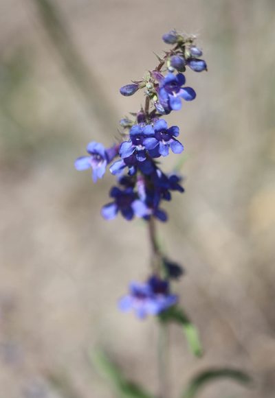 Penstemon mensarum, photographed by Scott Loarie