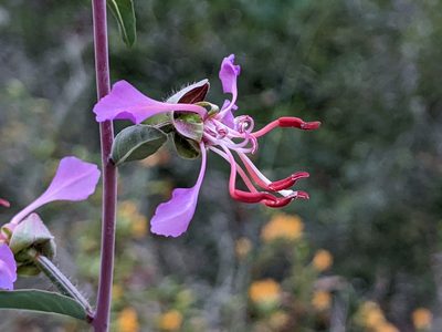 Clarkia unguiculata, photographed by Ken-ichi Ueda