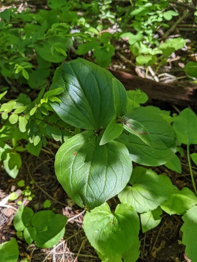 Trillium crassifolium, photographed by Patrick Sowers