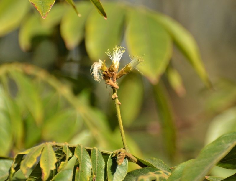 Inga uraguensis, photographed by Andrea Gantzer