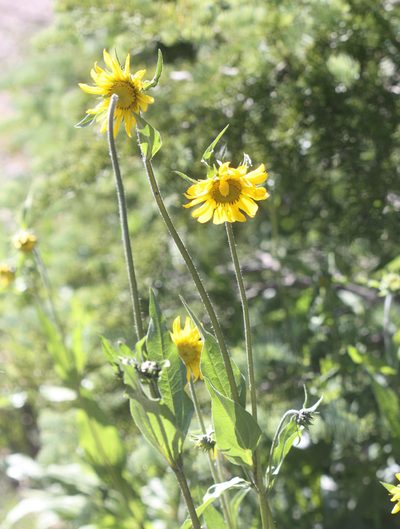Helianthella quinquenervis, photographed by Scott Loarie
