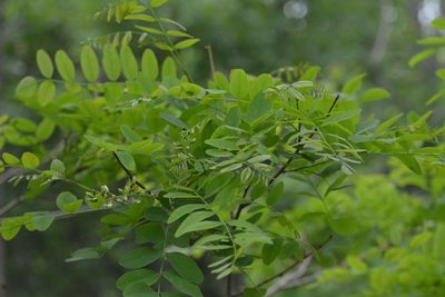Robinia pseudoacacia, photographed by Bex Goreham
