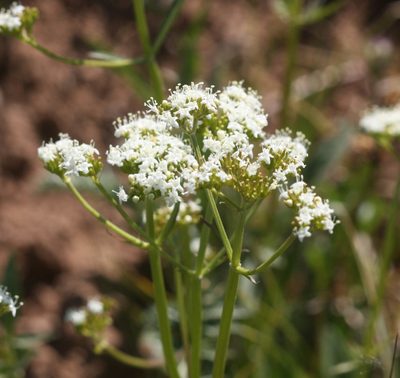 Valeriana occidentalis, photographed by Scott Loarie