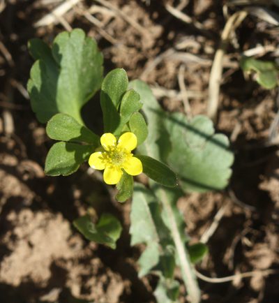 Ranunculus inamoenus, photographed by Scott Loarie