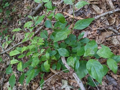 Cornus florida, photographed by stephen