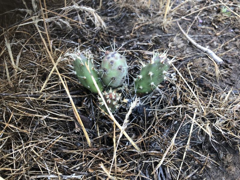 Opuntia fragilis, photographed by Kieran Hanrahan