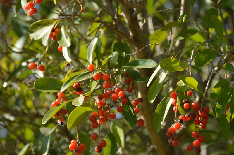 Citharexylum montevidense, photographed by Andrea Gantzer