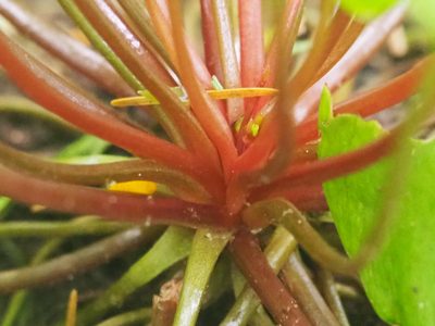 Claytonia sibirica, photographed by Peter Abrahamsen