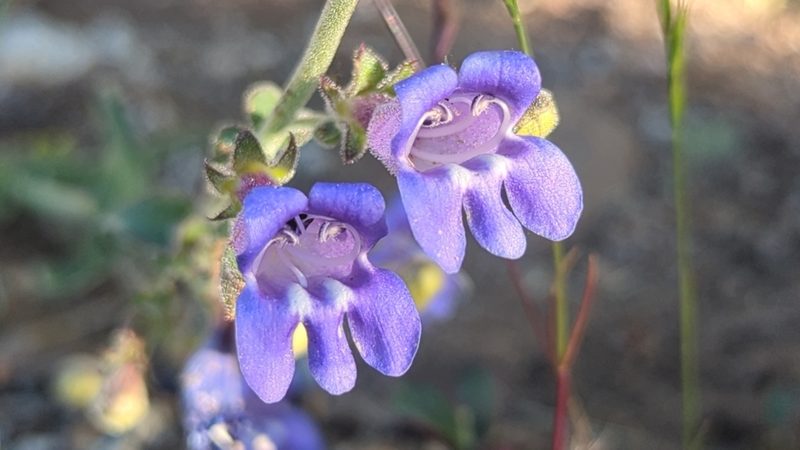 Penstemon laetus, photographed by Alan Rockefeller