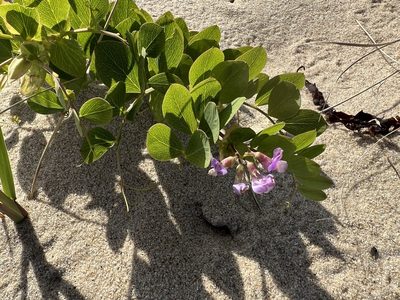 Lathyrus japonicus, photographed by Annie Weissman