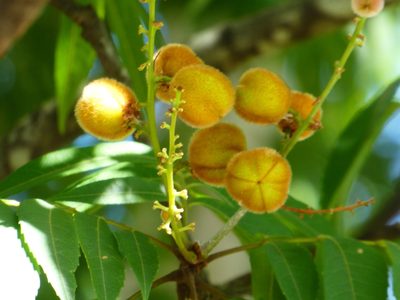 Jagera pseudorhus, photographed by Steve Fitzgerald