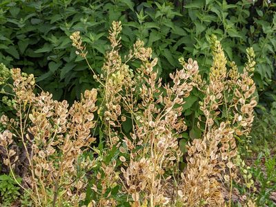 Thlaspi arvense, photographed by cgmayers