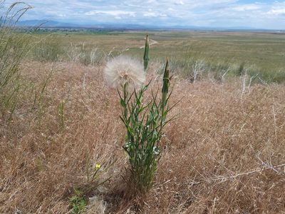 Tragopogon dubius, photographed by Daniel S.