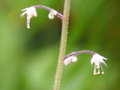 Tiarella trifoliata