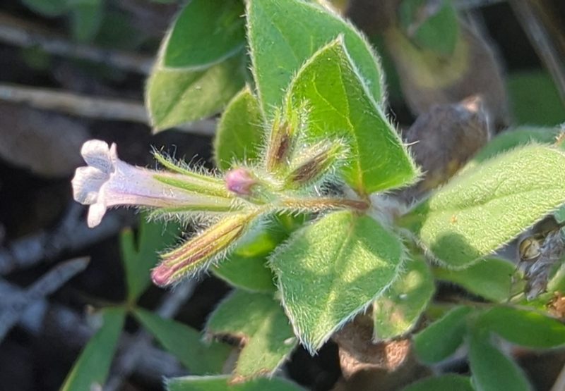 Draperia systyla, photographed by Alan Rockefeller