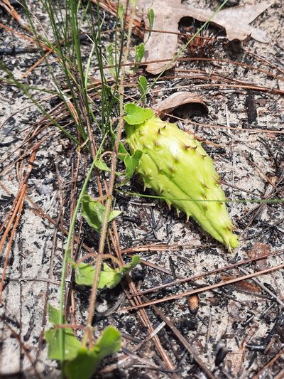 Chthamalia pubiflora, photographed by Brandon Evans