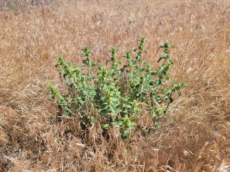 Marrubium vulgare, photographed by Daniel S.