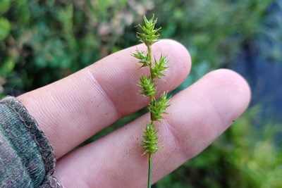 Carex echinata