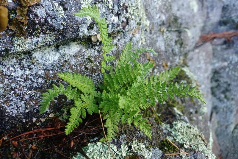 Woodsia ilvensis, photographed by Quinten Wiegersma