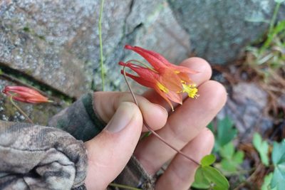Aquilegia canadensis, photographed by Quinten Wiegersma