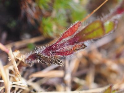 Silene gallica, photographed by Peter Abrahamsen