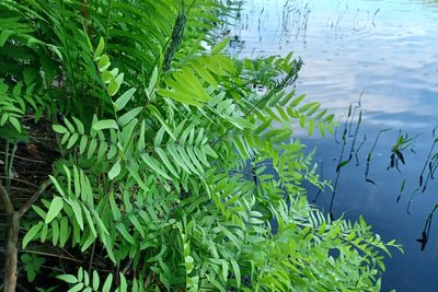 Osmunda spectabilis, photographed by Quinten Wiegersma