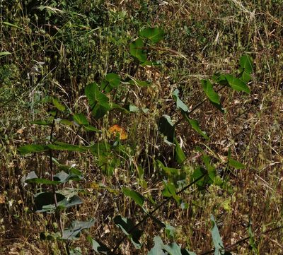 Asclepias cordifolia, photographed by Alex