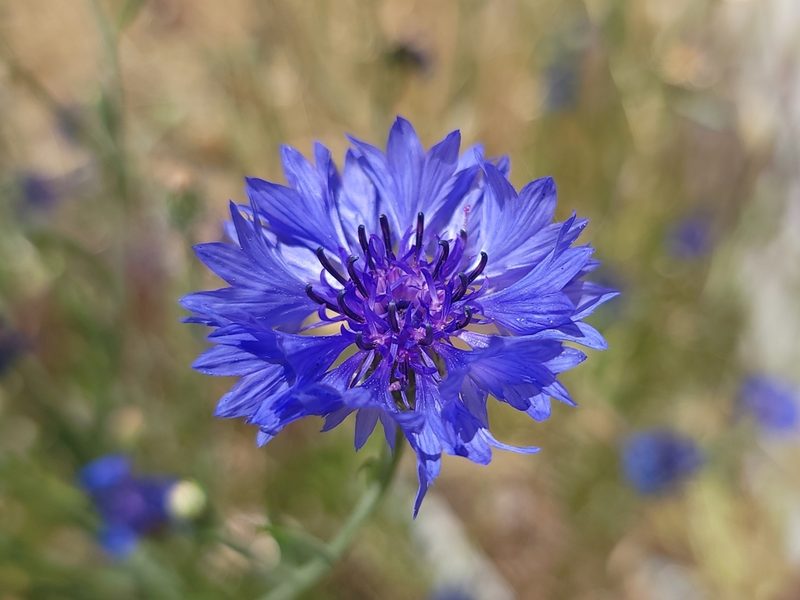 Centaurea cyanus, photographed by Daniel S.