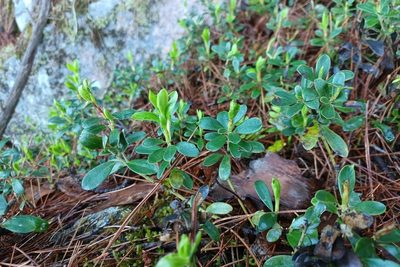 Arctostaphylos uva-ursi, photographed by Quinten Wiegersma