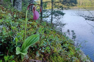 Cypripedium acaule, photographed by Quinten Wiegersma
